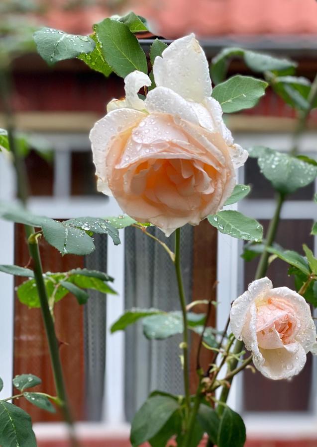 Flower Street Svityaz' Dış mekan fotoğraf